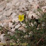 Fumana juniperina Habit