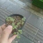 Crassula expansa ഇല