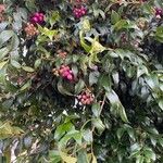 Syzygium paniculatum Плод