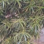 Podocarpus neriifolius Листок