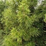 Sciadopitys verticillata Likasa