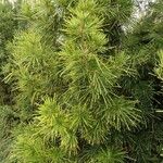 Sciadopitys verticillata Листок