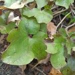 Hepatica nobilis Leaf