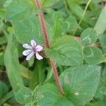Cuphea racemosa Flower