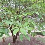 Vitex trifolia Blatt