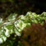 Hymenophyllum hirsutum Blomst