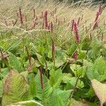 Bistorta amplexicaulis Natur