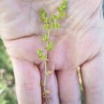 Herniaria glabra Лист