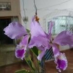 Cattleya warneri Květ