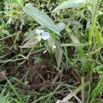 Commelina tuberosa Flower