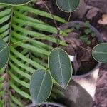 Acropogon paagoumenensis Hábito