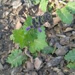 Scutellaria ovata Leaf