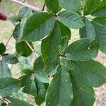 Handroanthus chrysotrichus Leaf