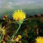 Centaurea solstitialis Mbuma