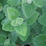 Teucrium flavum Leaf