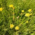Crepis biennis Flower
