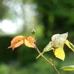 Rosa pouzinii Leaf