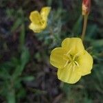 Oenothera parviflora Цветок