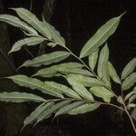 Exellodendron barbatum Blatt
