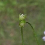 Claytonia sibirica Frukt