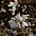 Abeliophyllum distichum फूल