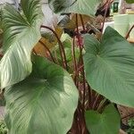 Homalomena rubescens Hábito