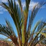 Macrozamia moorei Blatt