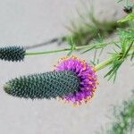 Dalea purpurea Flower