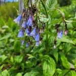 Mertensia paniculataЦвят