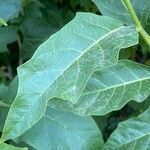 Solanum bonariense Leaf