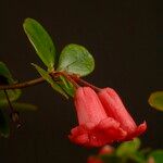 Rhododendron pauciflorum 花