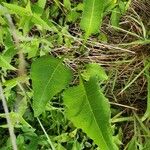 Parthenium integrifolium पत्ता