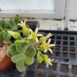 Cotyledon tomentosa Flor