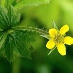 Geum urbanumFlors