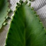 Kalanchoe ceratophylla ᱥᱟᱠᱟᱢ