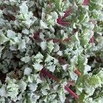 Lampranthus deltoides Leaf