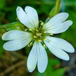 Cerastium tomentosum 花