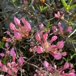 Rhododendron periclymenoides Blüte