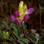 Lupinus stiversii 花