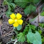 Ranunculus repensFlower