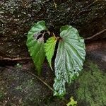 Begonia isoptera ഇല