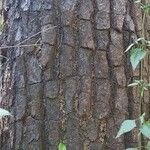 Pinus merkusii Corteza