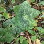 Podophyllum cv. 'Kaleidoscope' Folha