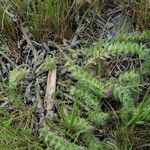 Echium arenarium Habit