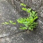 Lygodium japonicum 整株植物