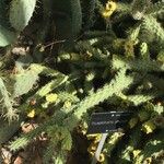 Cylindropuntia imbricata Blatt