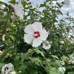 Hibiscus syriacusLorea