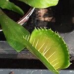 Dionaea muscipula Máis