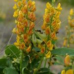 Crotalaria mitchellii Цветок