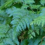 Selaginella willdenowii Други